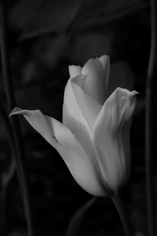 2011 05 11 IMG 31376ebw